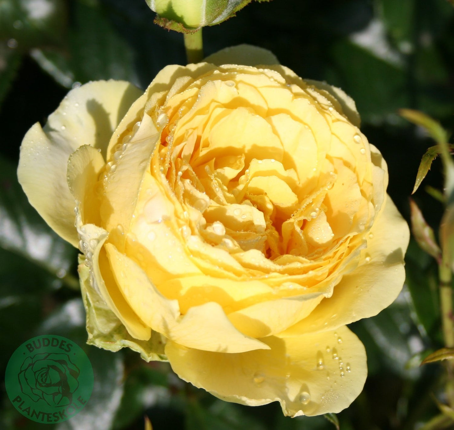 Rosa Marselisborg