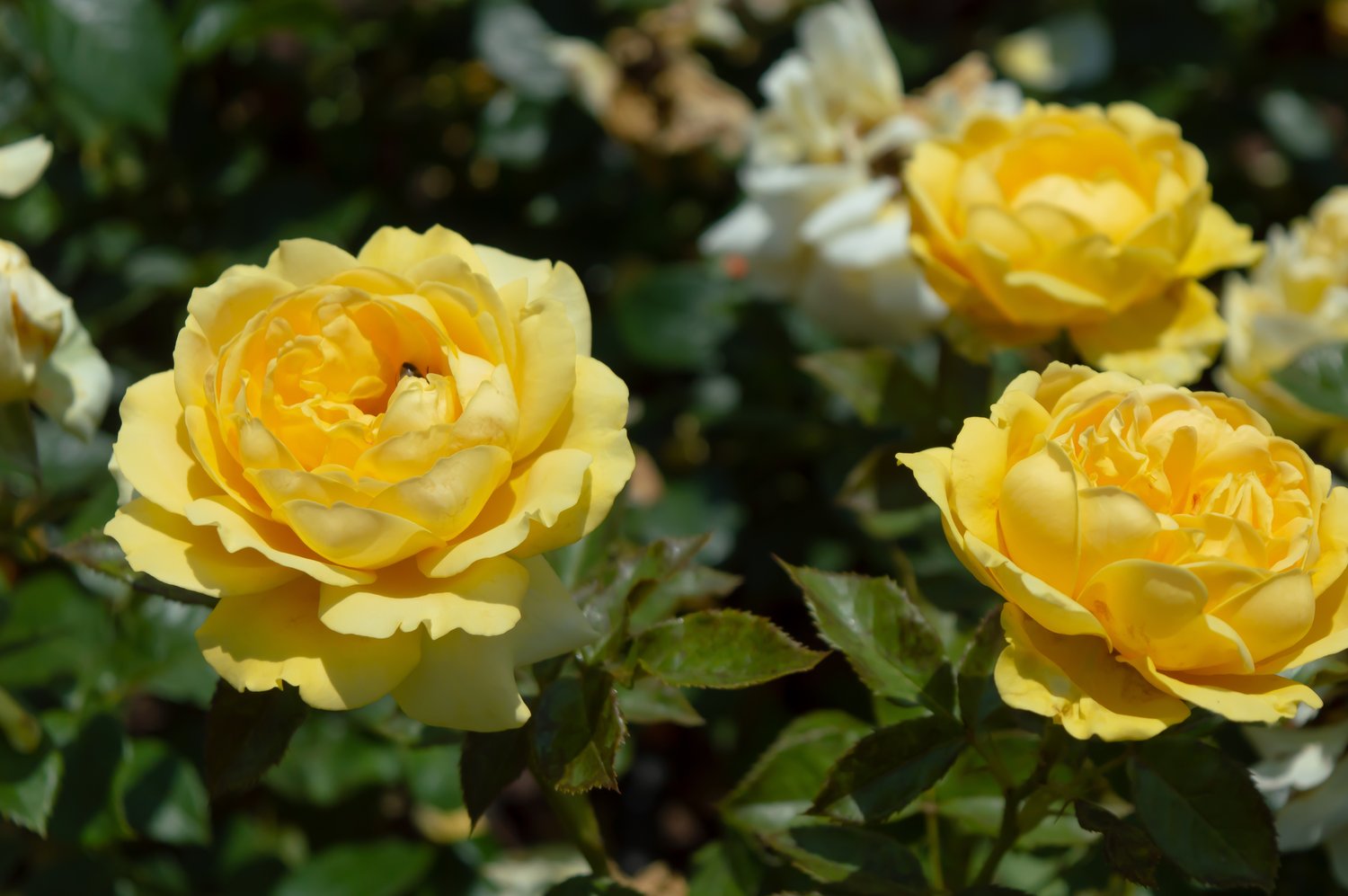 Rosa Marselisborg