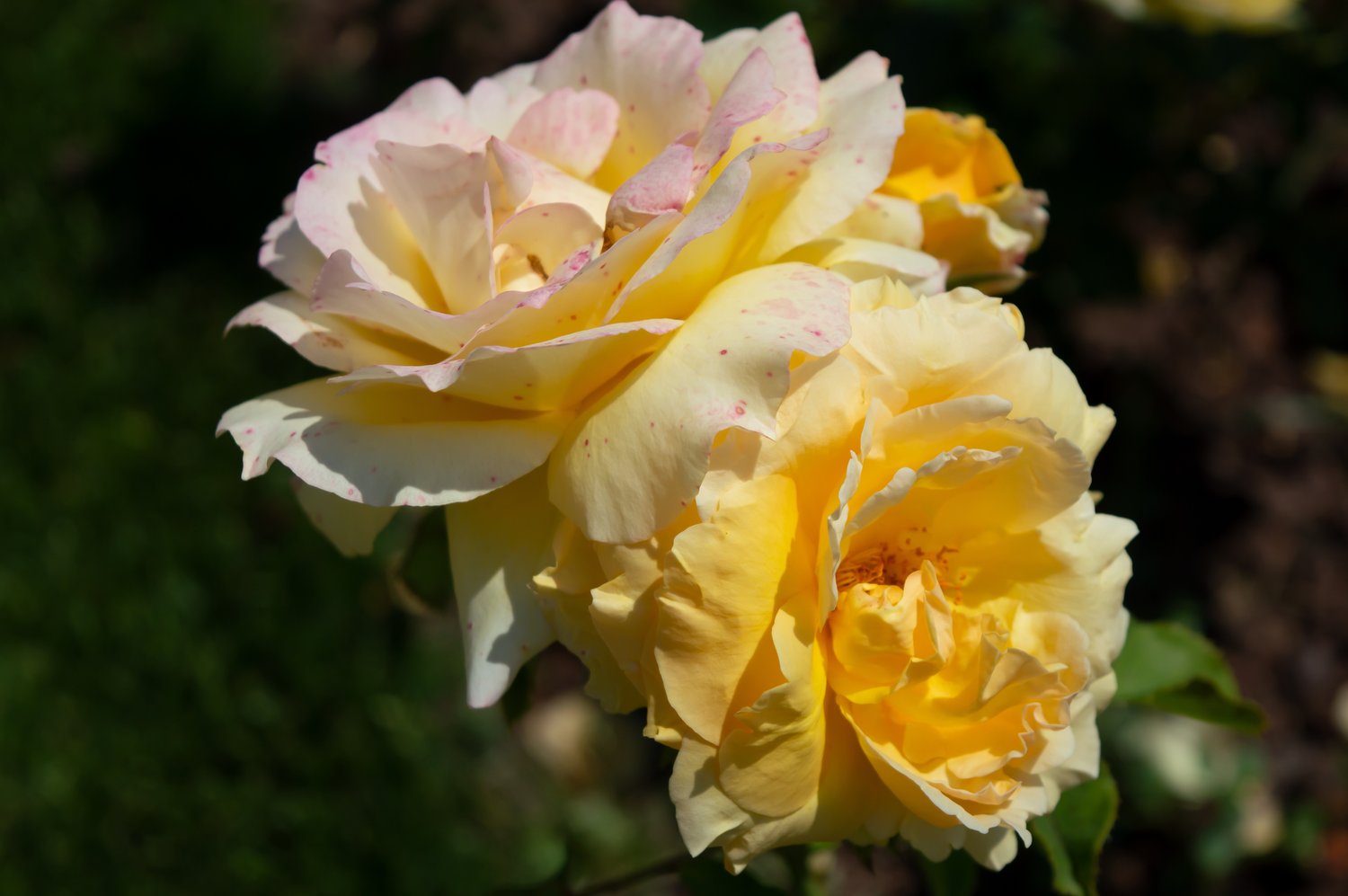 Rosa Marselisborg