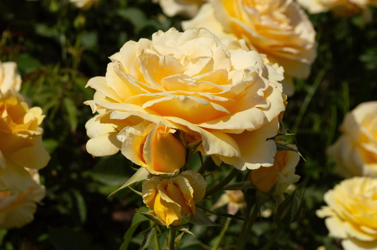 Rosa Marselisborg