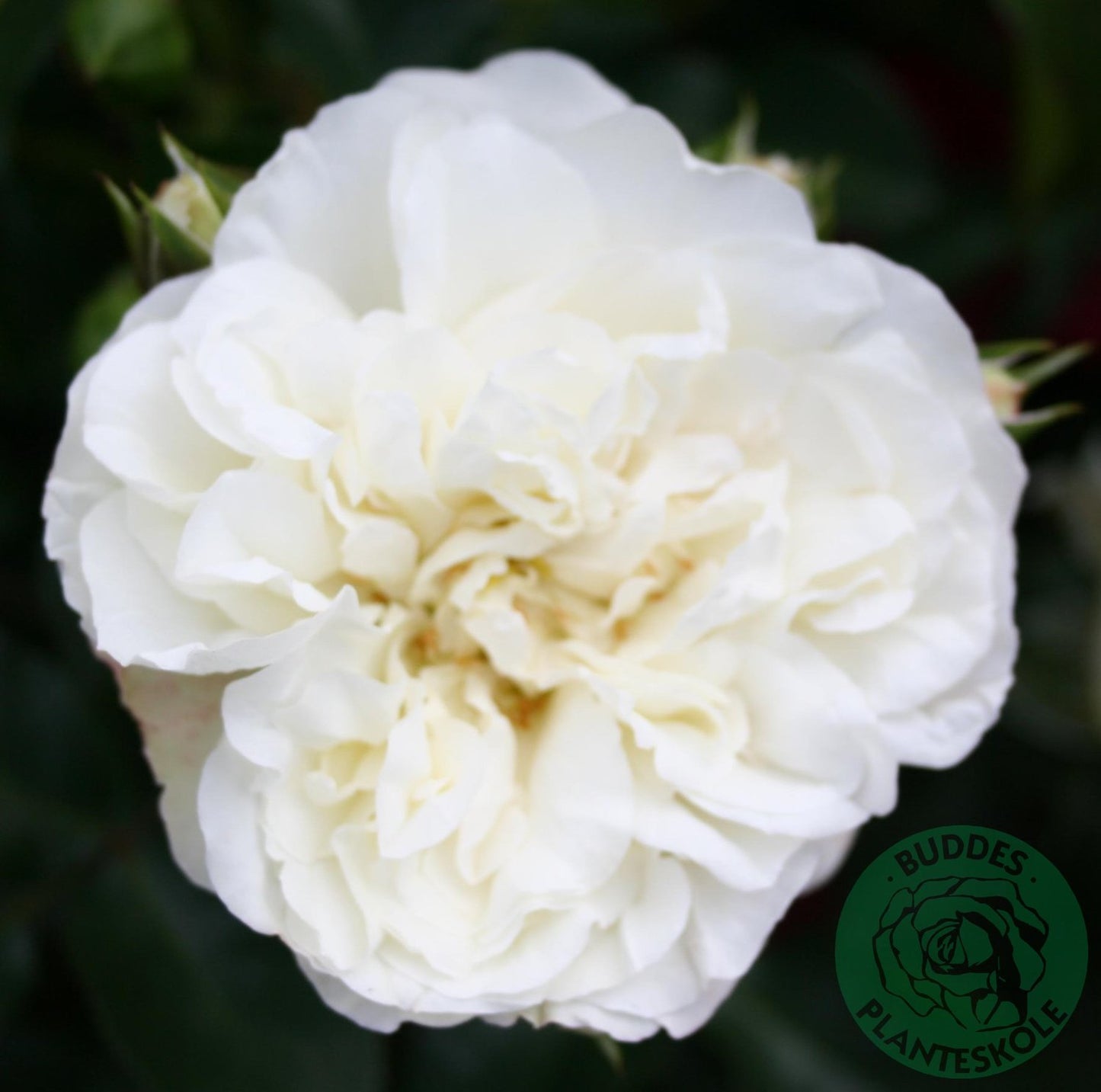 Rosa White Meidiland