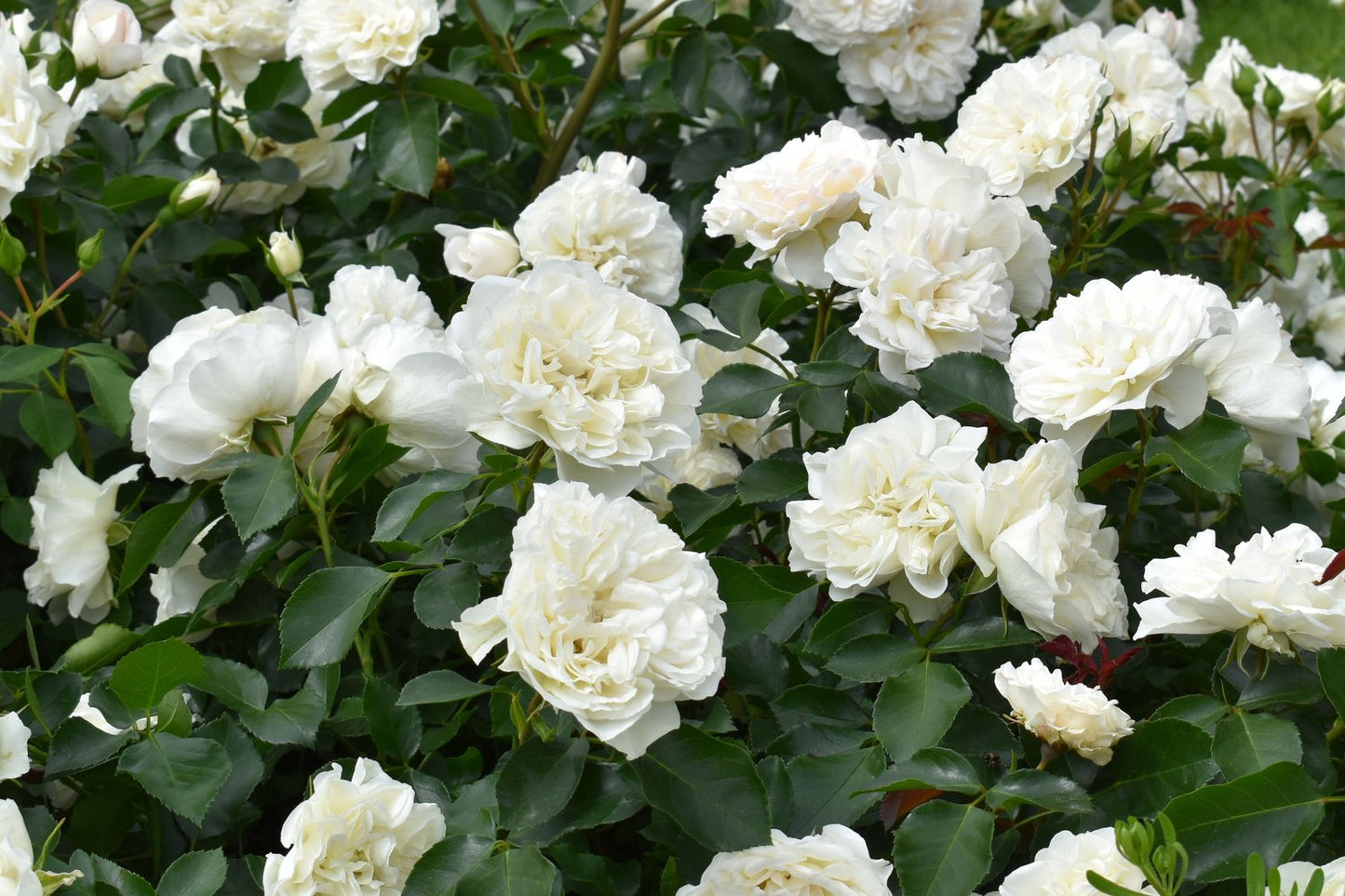Rosa White Meidiland