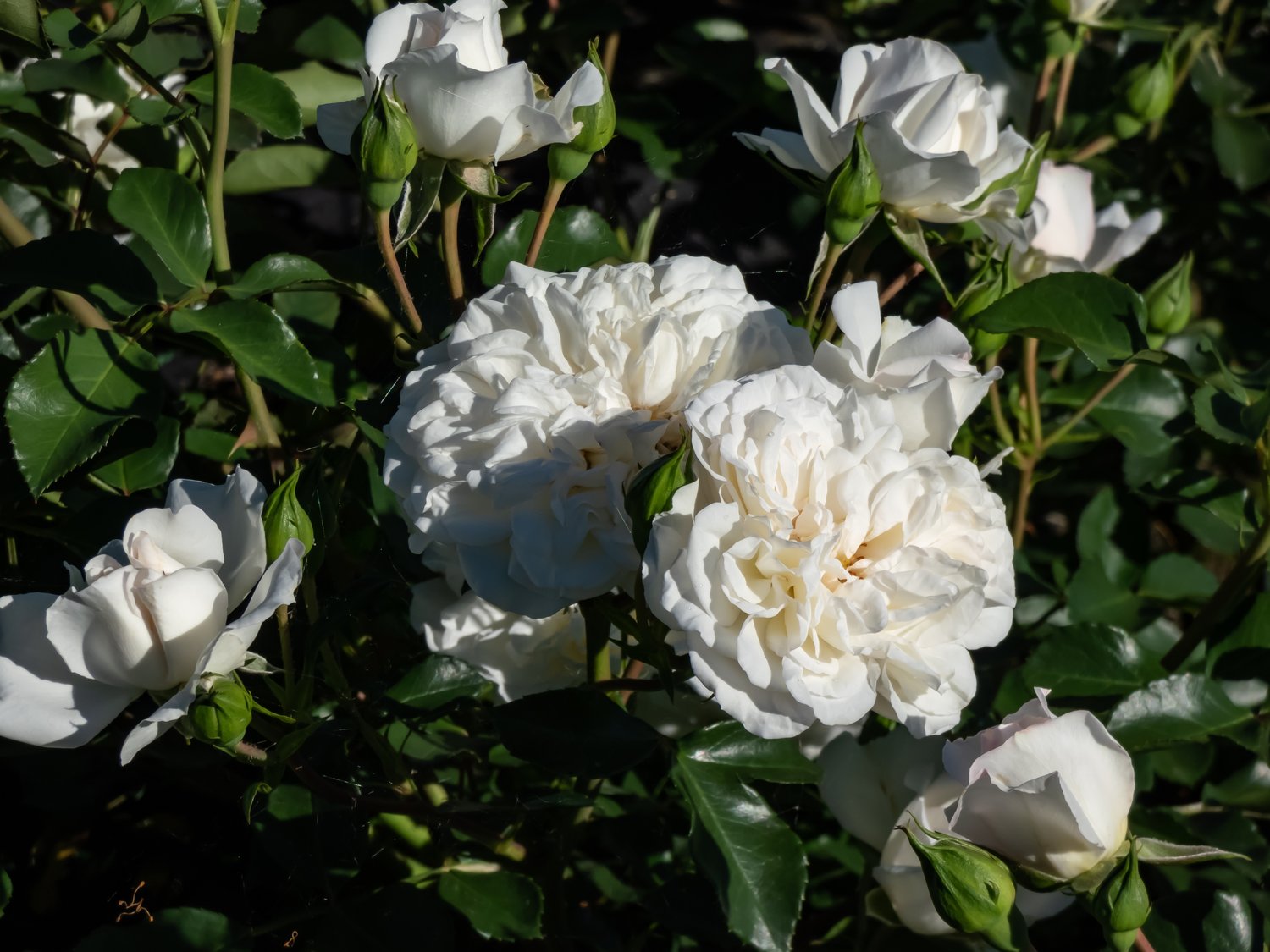 Rosa White Meidiland