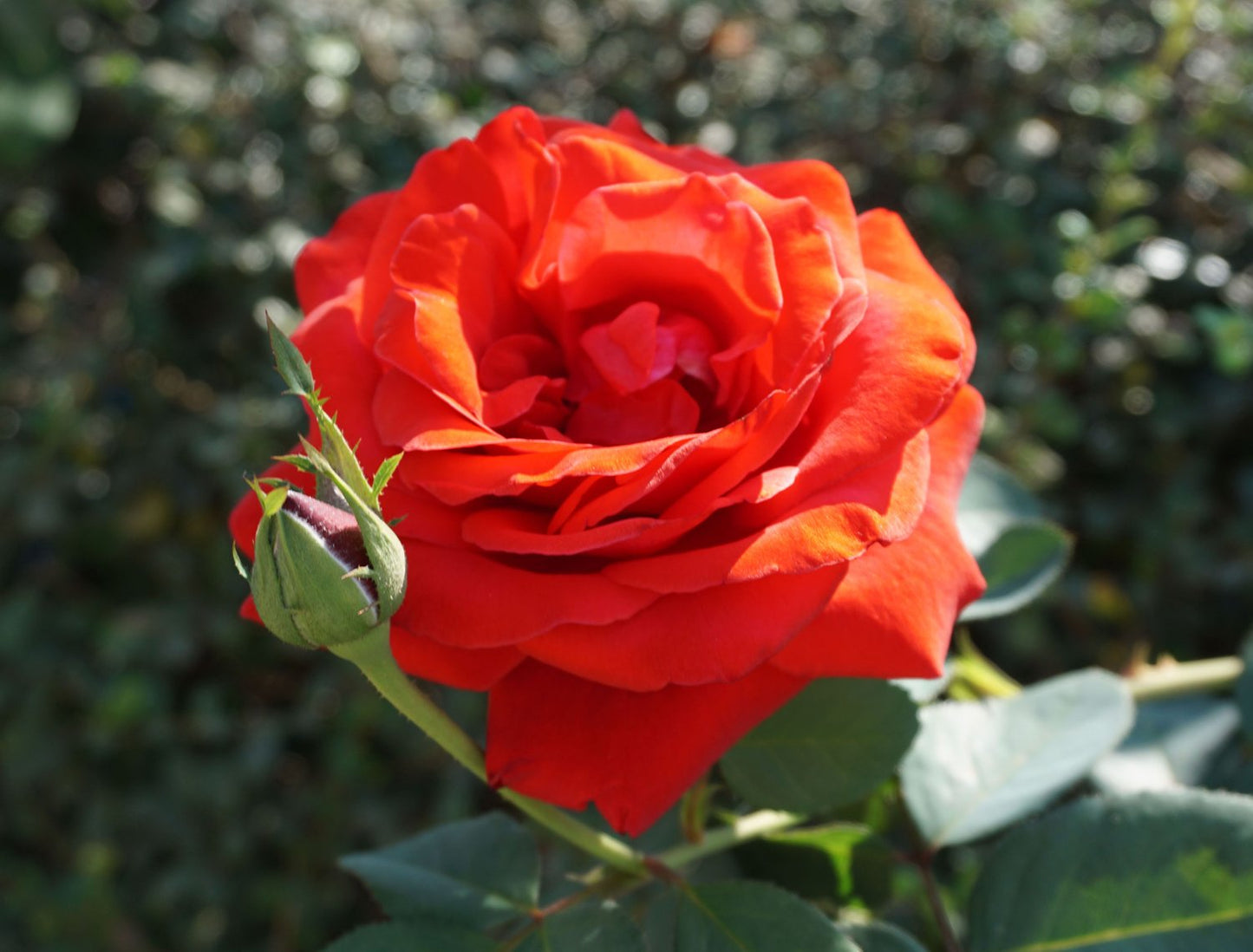 Rosa Kordes' Brilliant