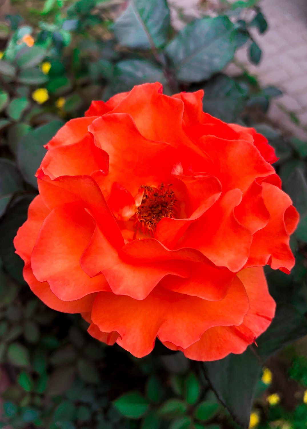 Rosa Kordes' Brilliant