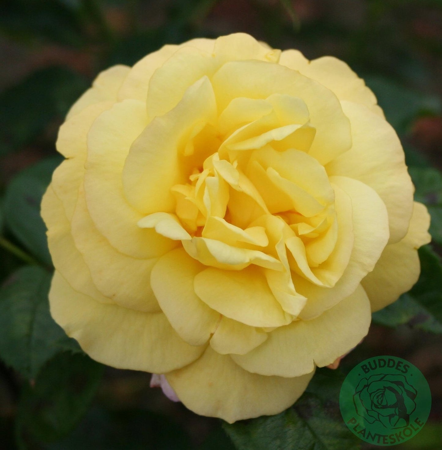 Rosa 'Chinatown'
