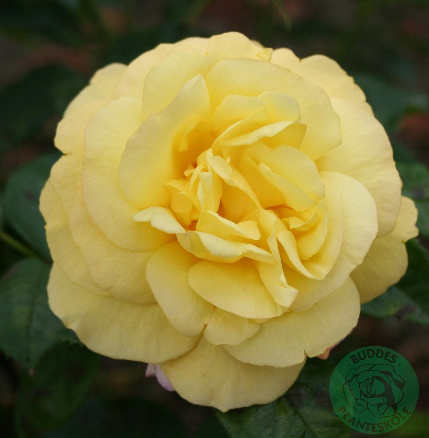 Rosa 'Chinatown'