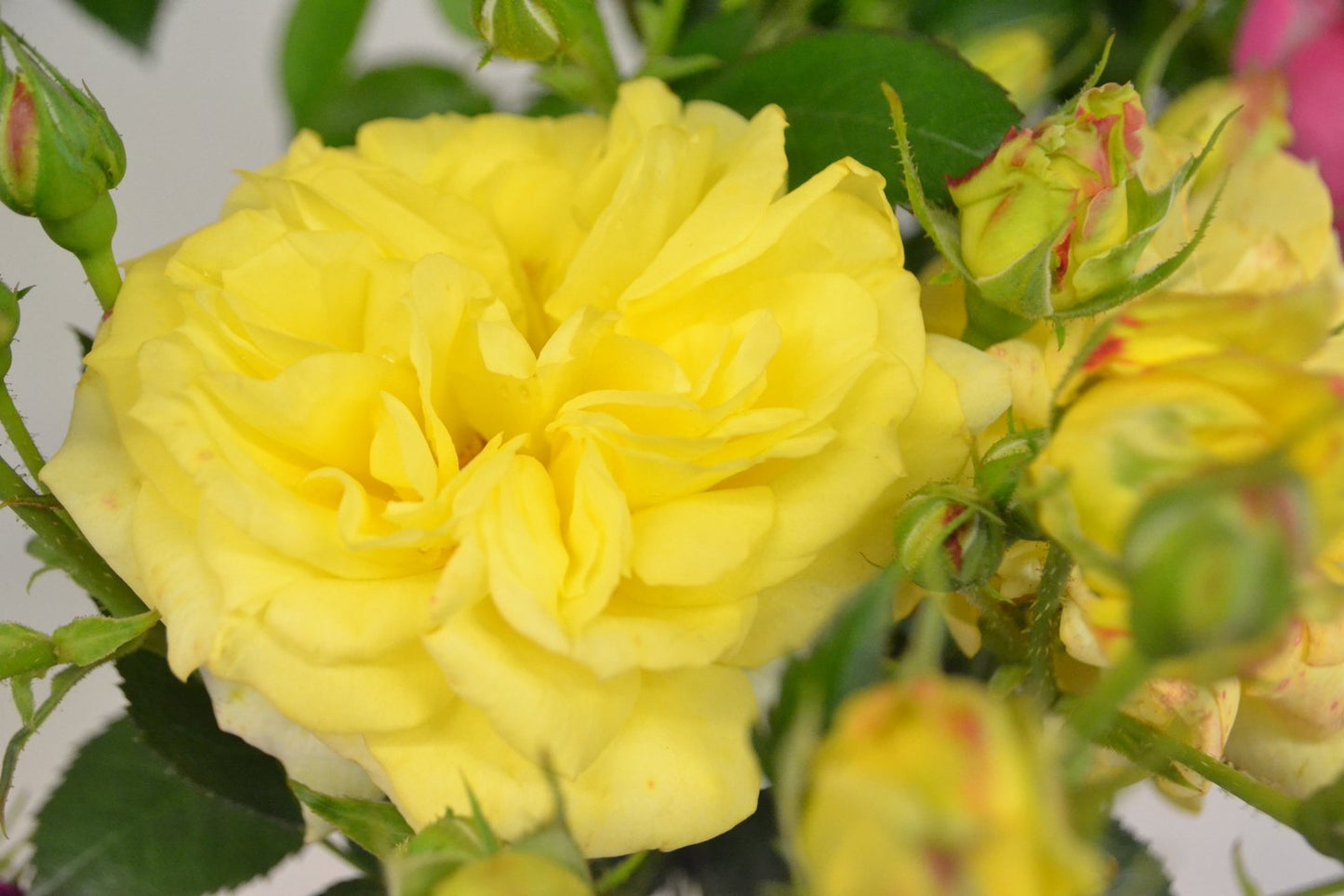 Rosa 'Chinatown'