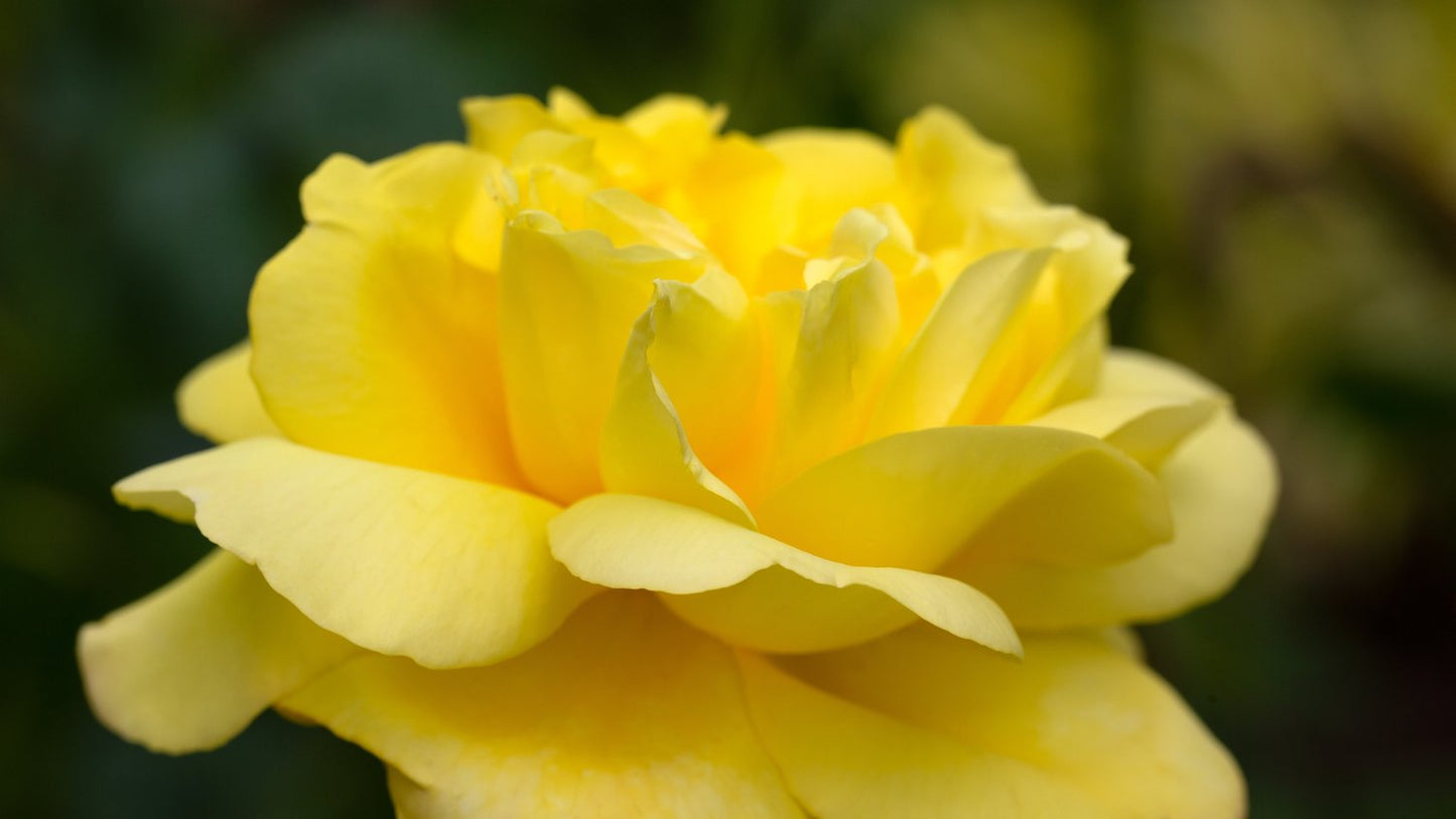 Rosa 'Chinatown'