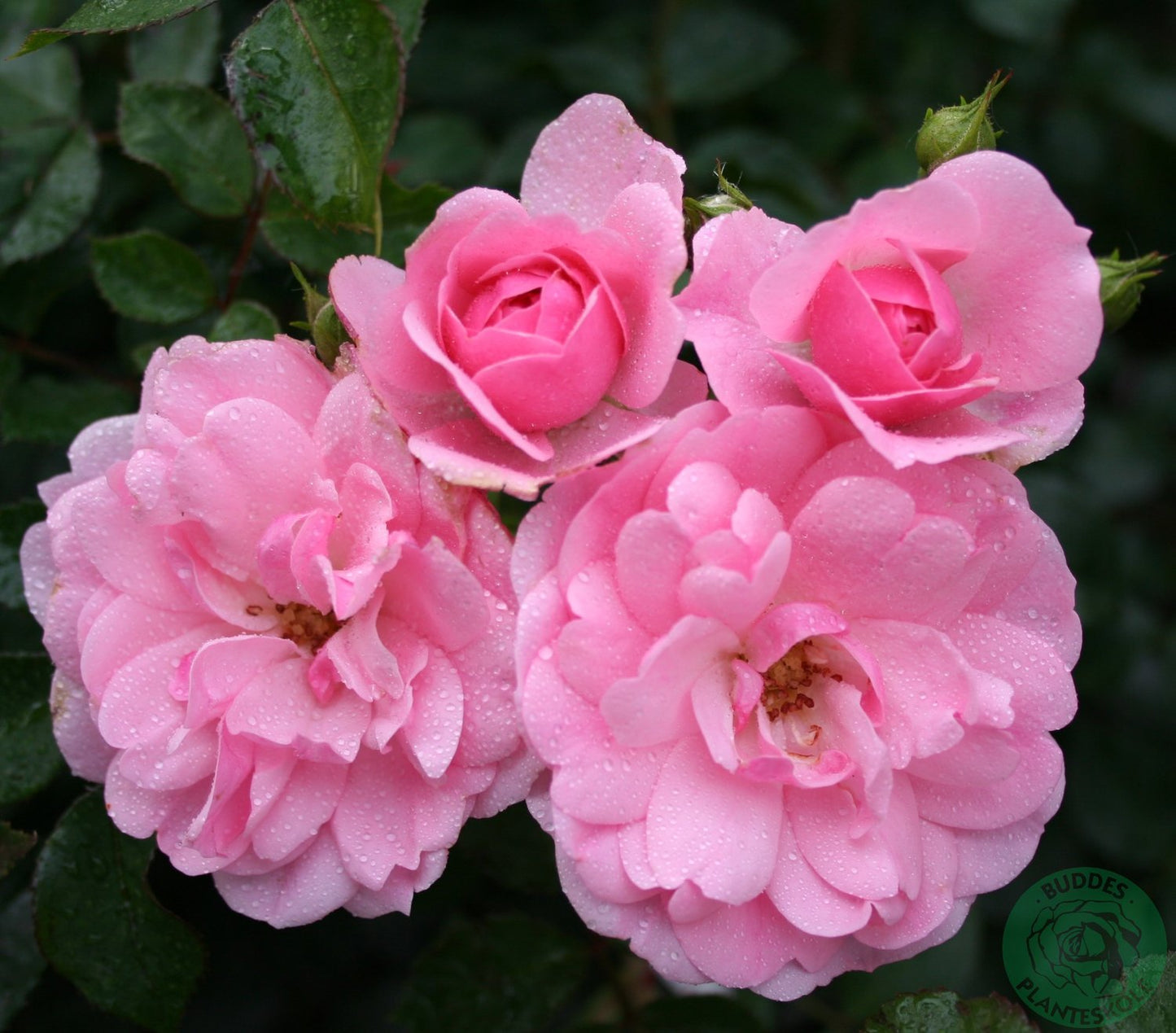 Rosa CLIMBING BONICA