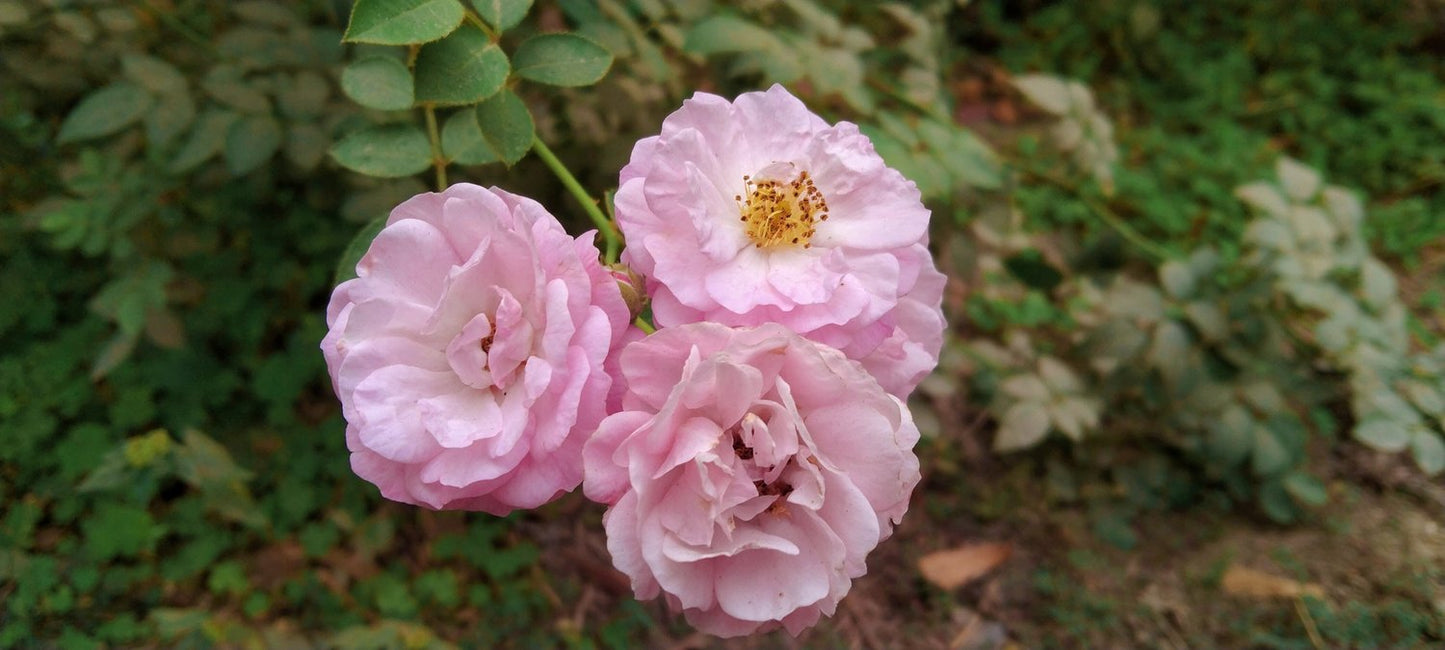 Rosa CLIMBING BONICA