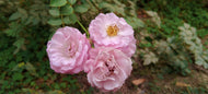 Rosa CLIMBING BONICA