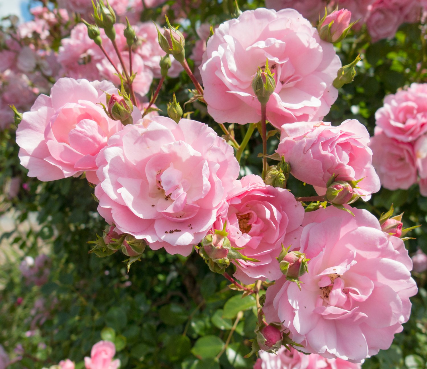 Rosa CLIMBING BONICA