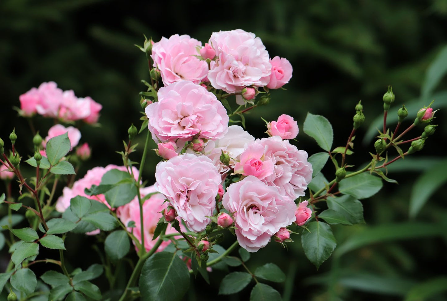 Rosa CLIMBING BONICA