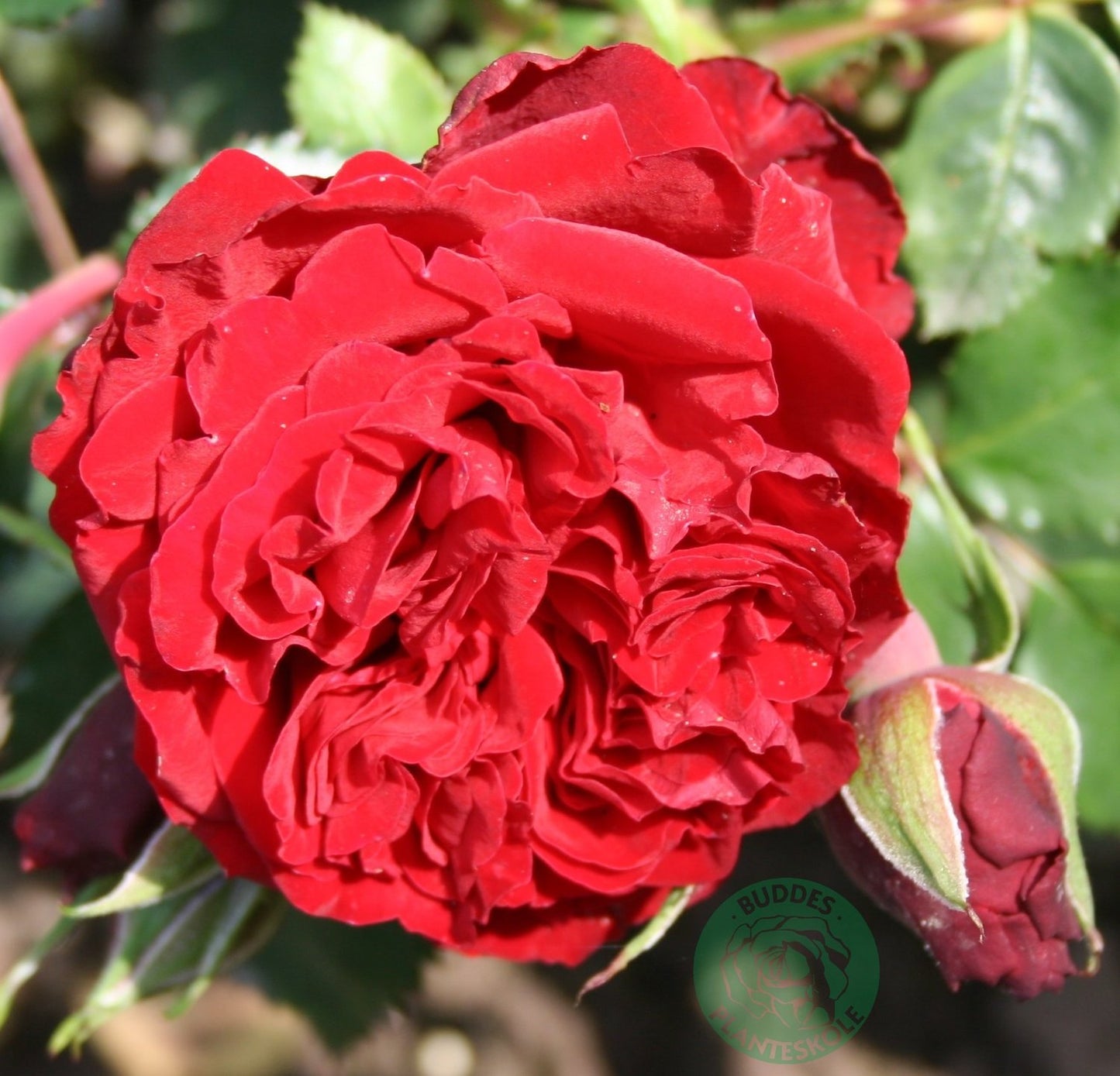 Rosa 'Crazy in Love Red'