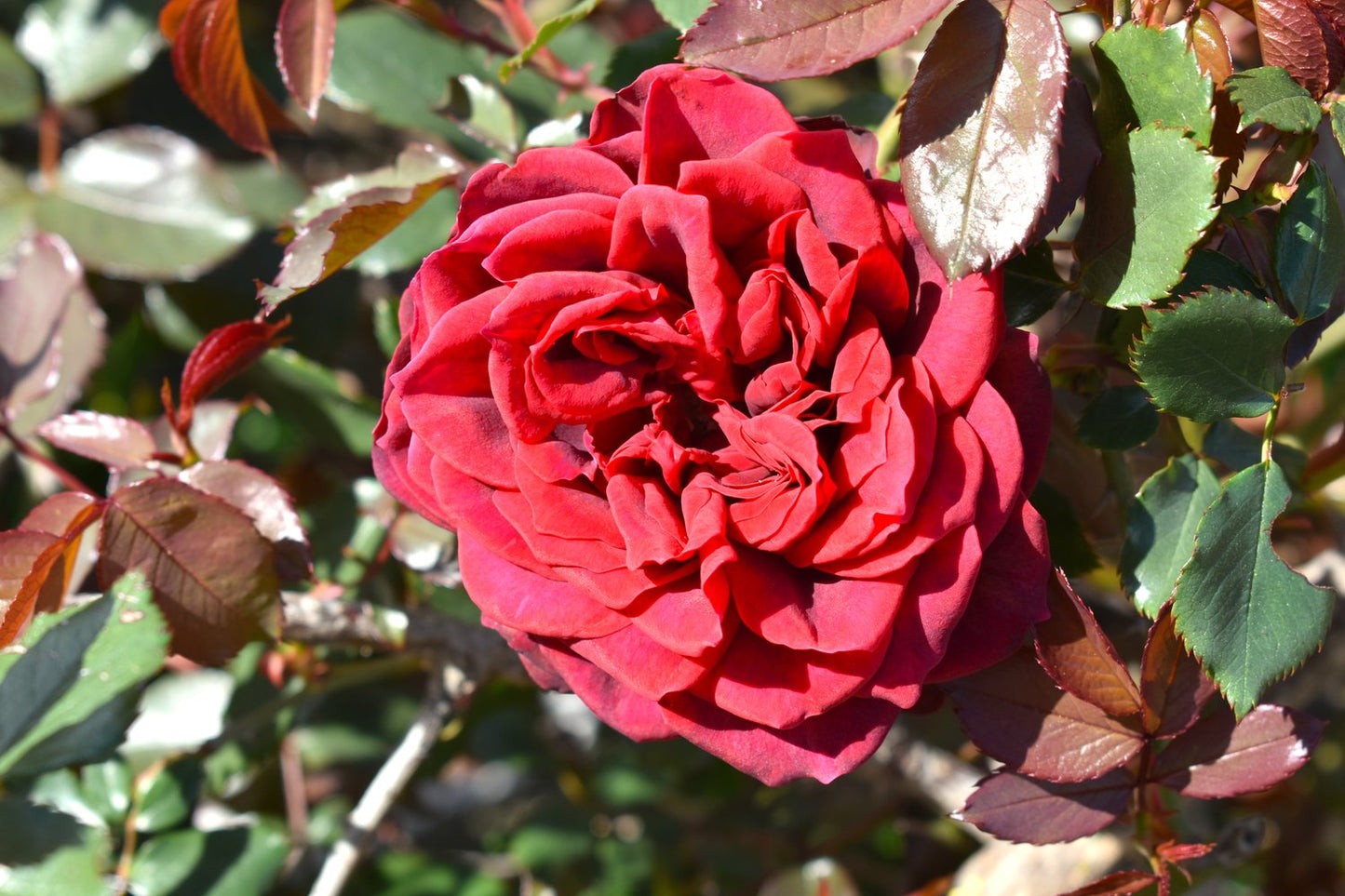 Rosa 'Crazy in Love Red'
