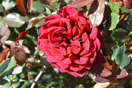 Rosa 'Crazy in Love Red'