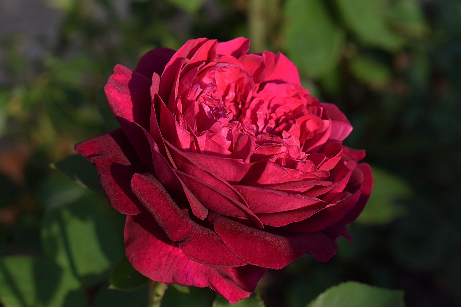 Rosa 'Crazy in Love Red'