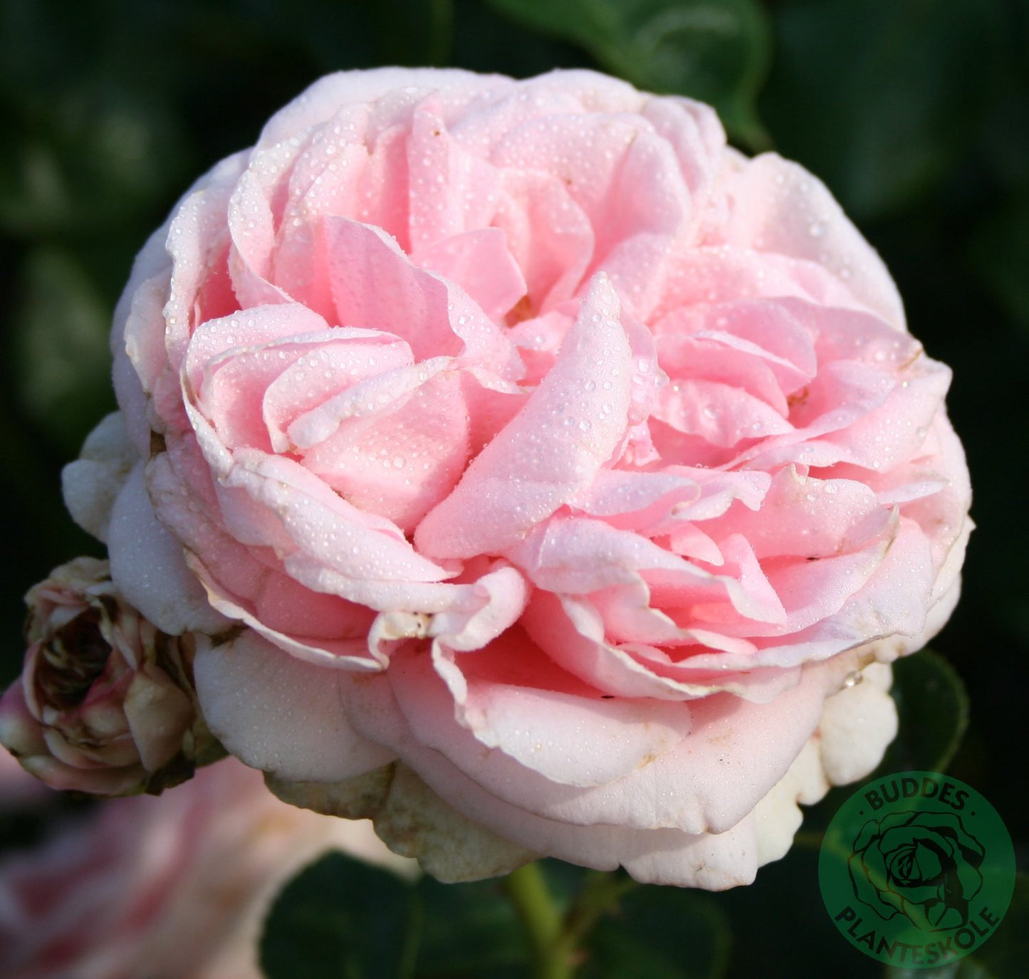 Rosa Giardina