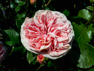 Rosa Giardina