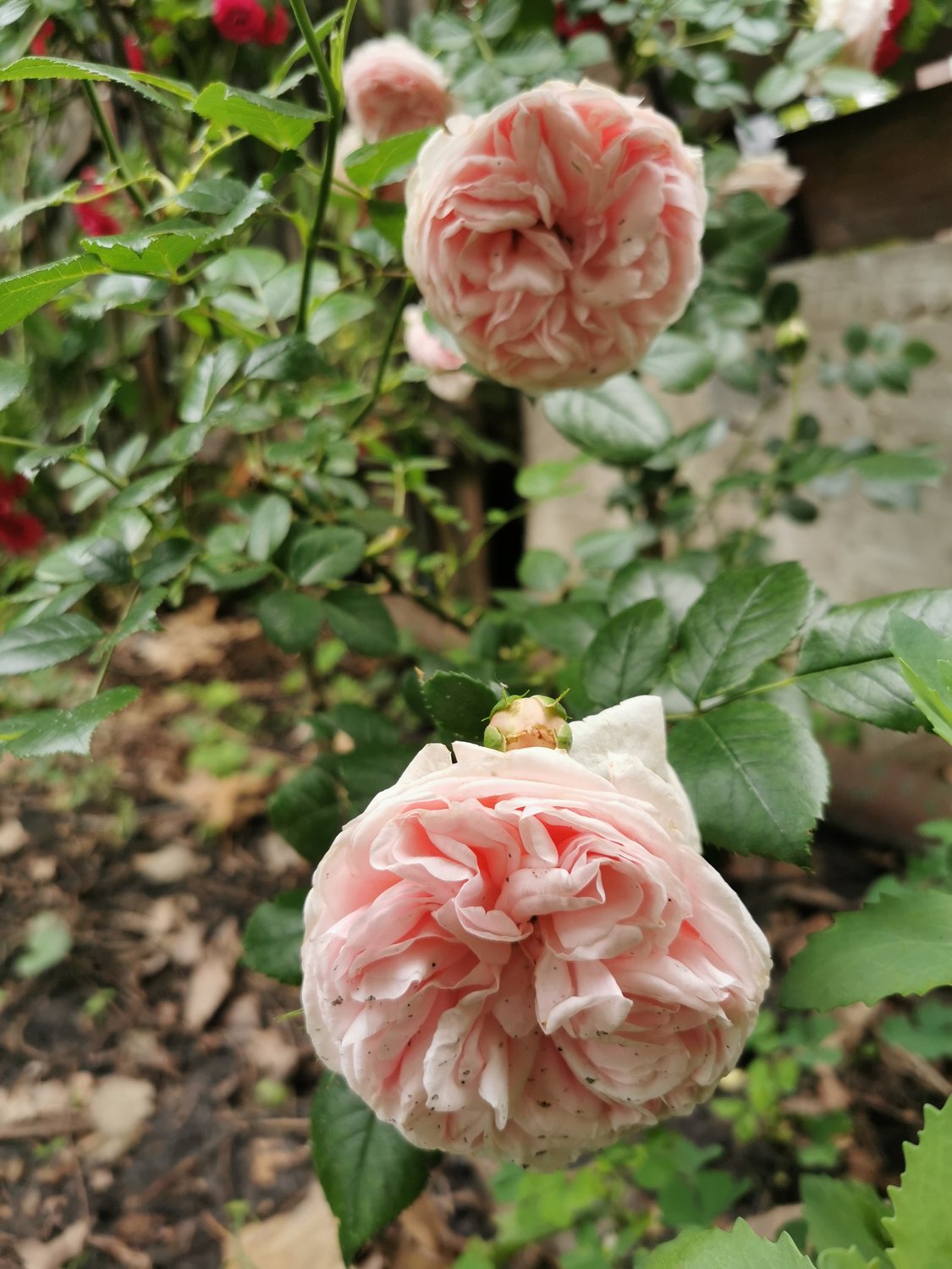 Rosa Giardina