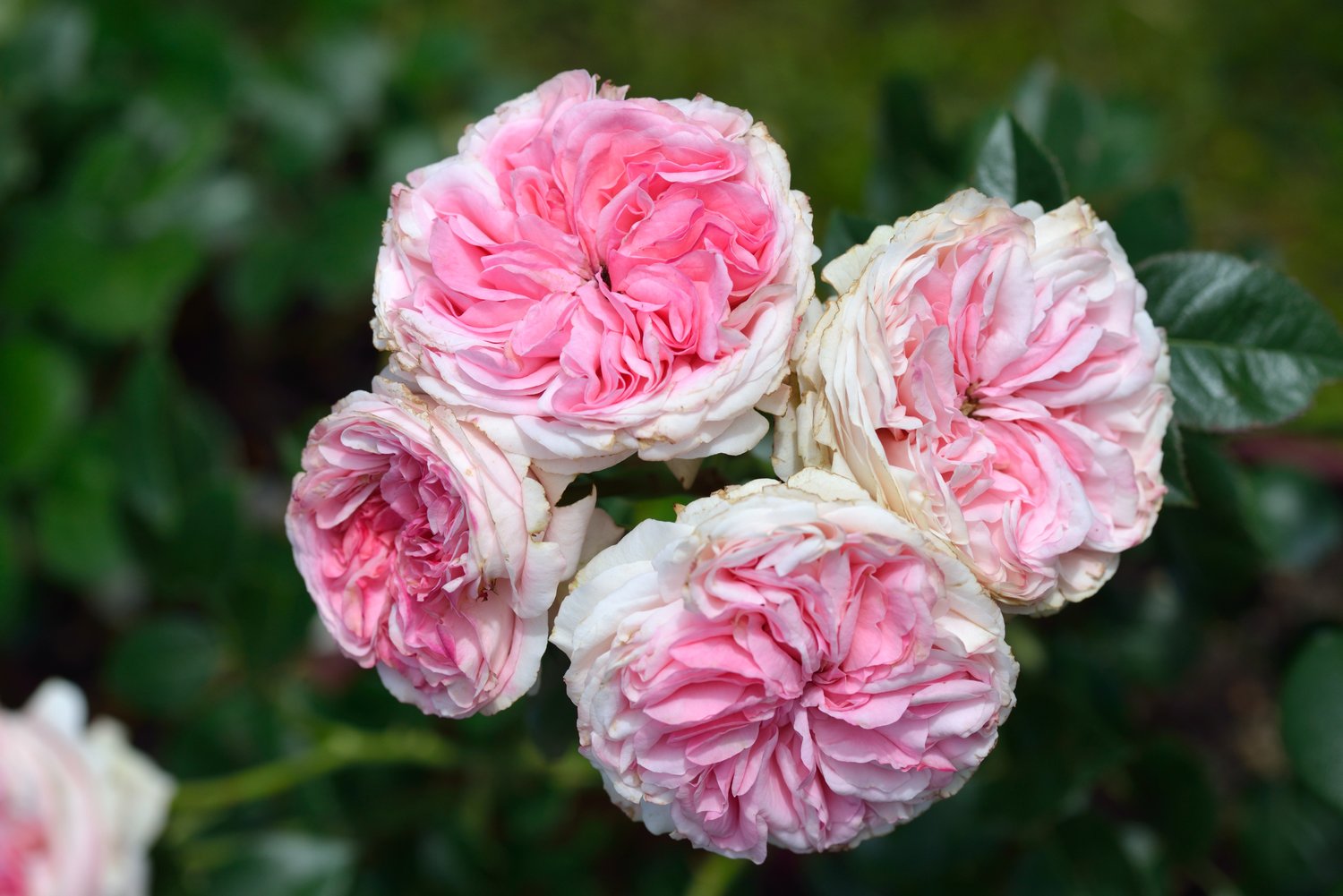 Rosa Giardina