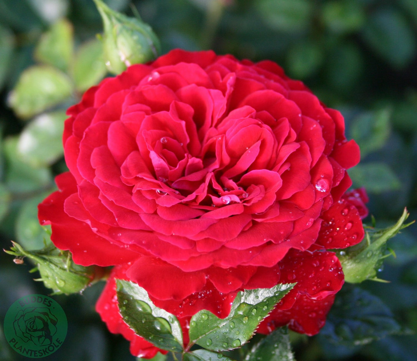 Rosa Grand Award