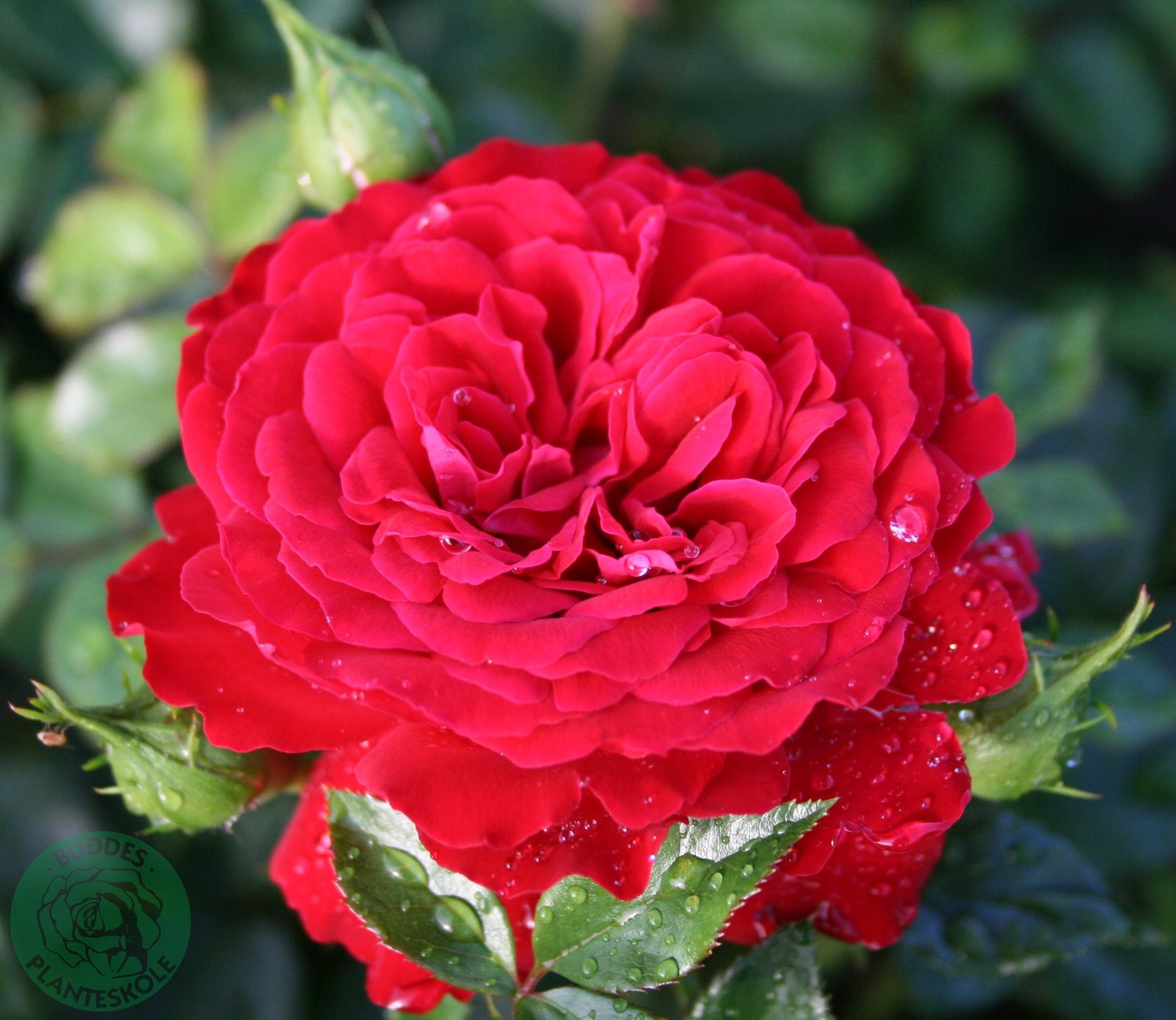 Rosa Grand Award