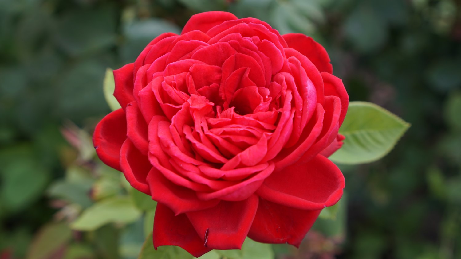 Rosa Grand Award