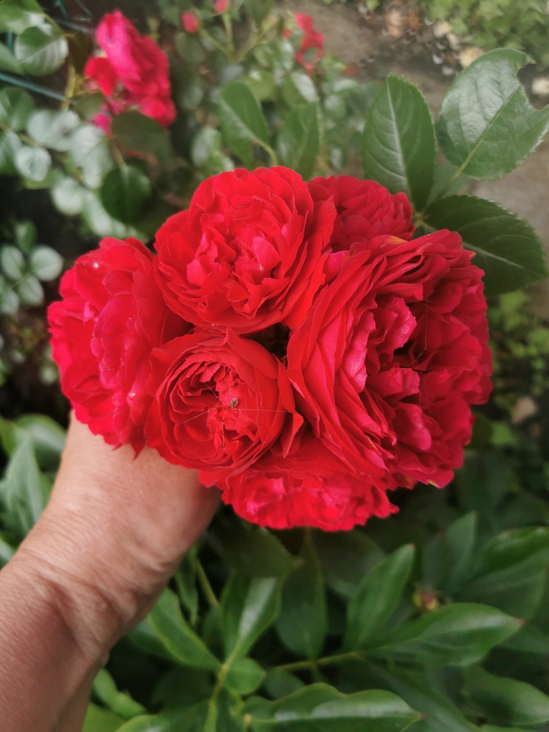 Rosa Grand Award