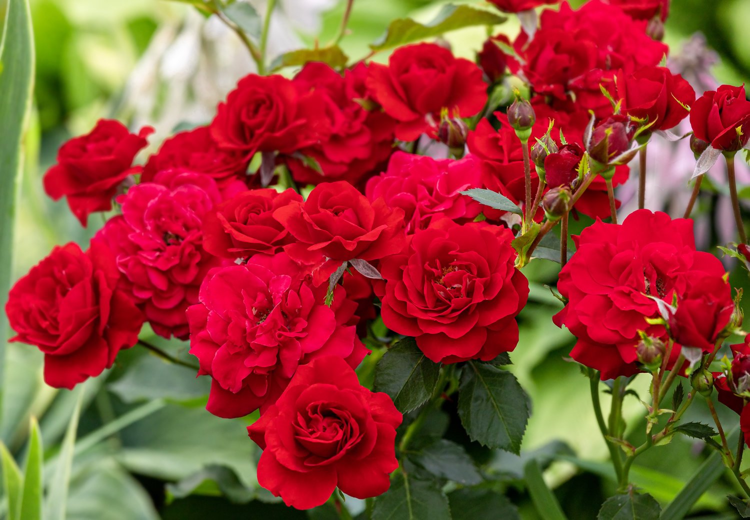 Rosa Nina Weibull