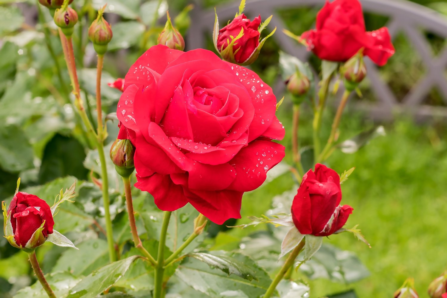 Rosa Nina Weibull