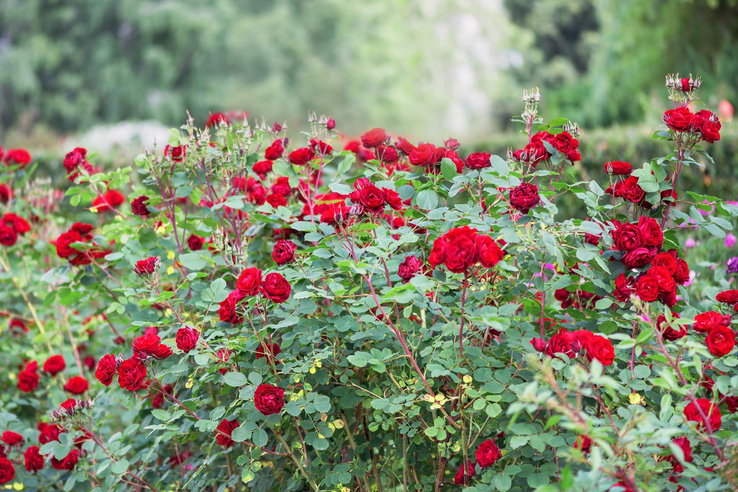 Rosa Nina Weibull