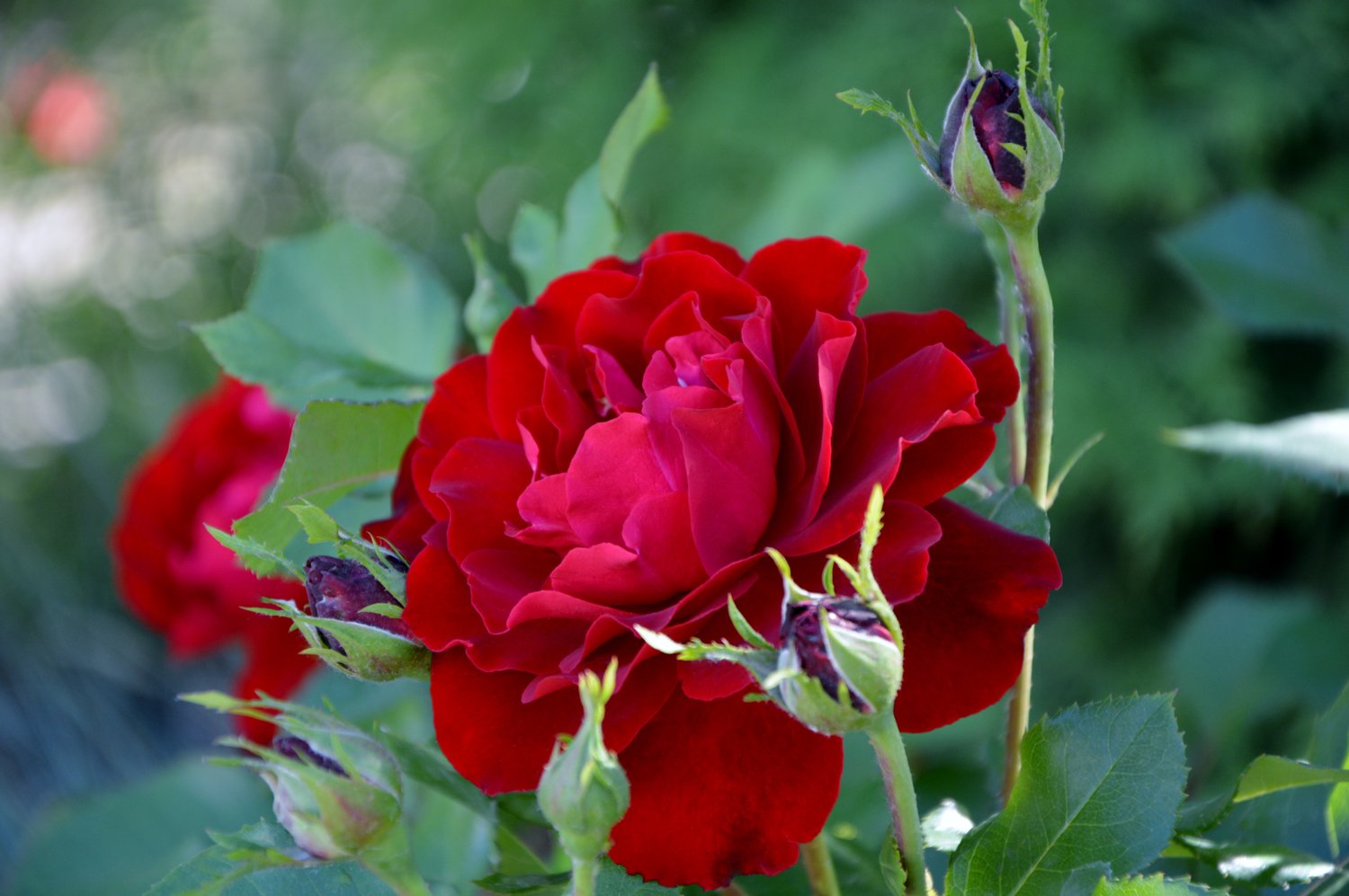 Rosa Nina Weibull