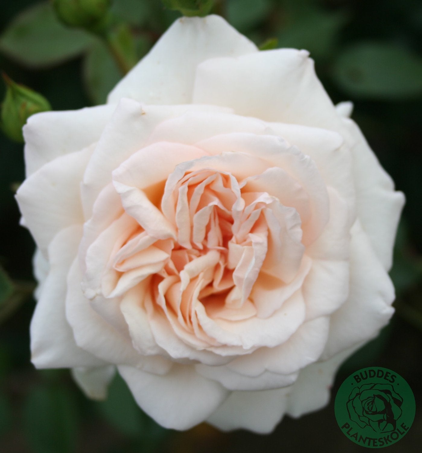 Rosa Penny Lane