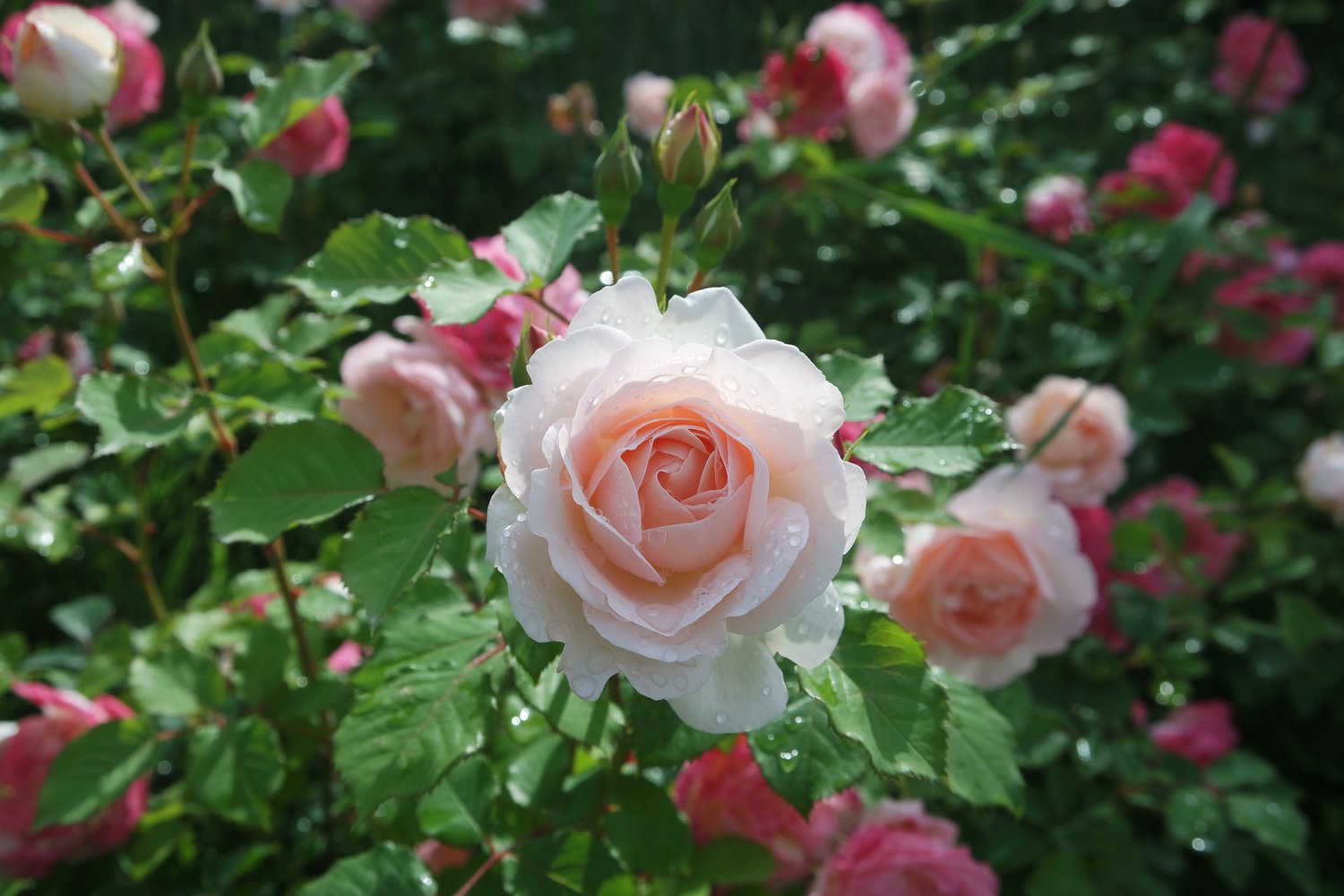 Rosa Penny Lane