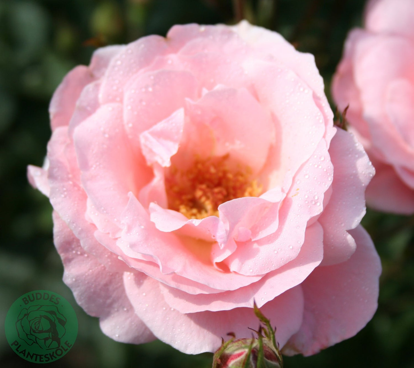 Rosa 'Queen Elisabeth'