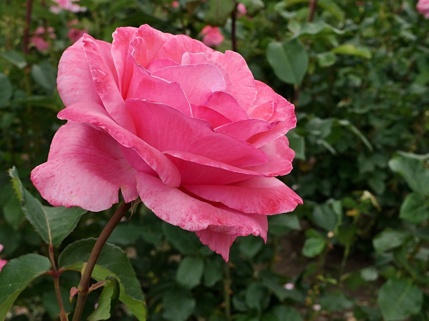 Rosa 'Queen Elisabeth'