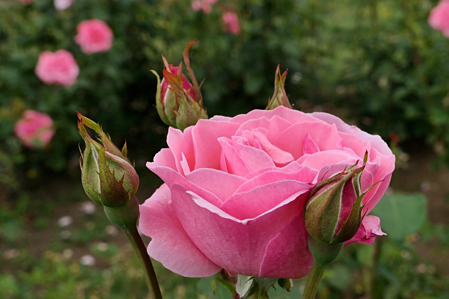 Rosa 'Queen Elisabeth'
