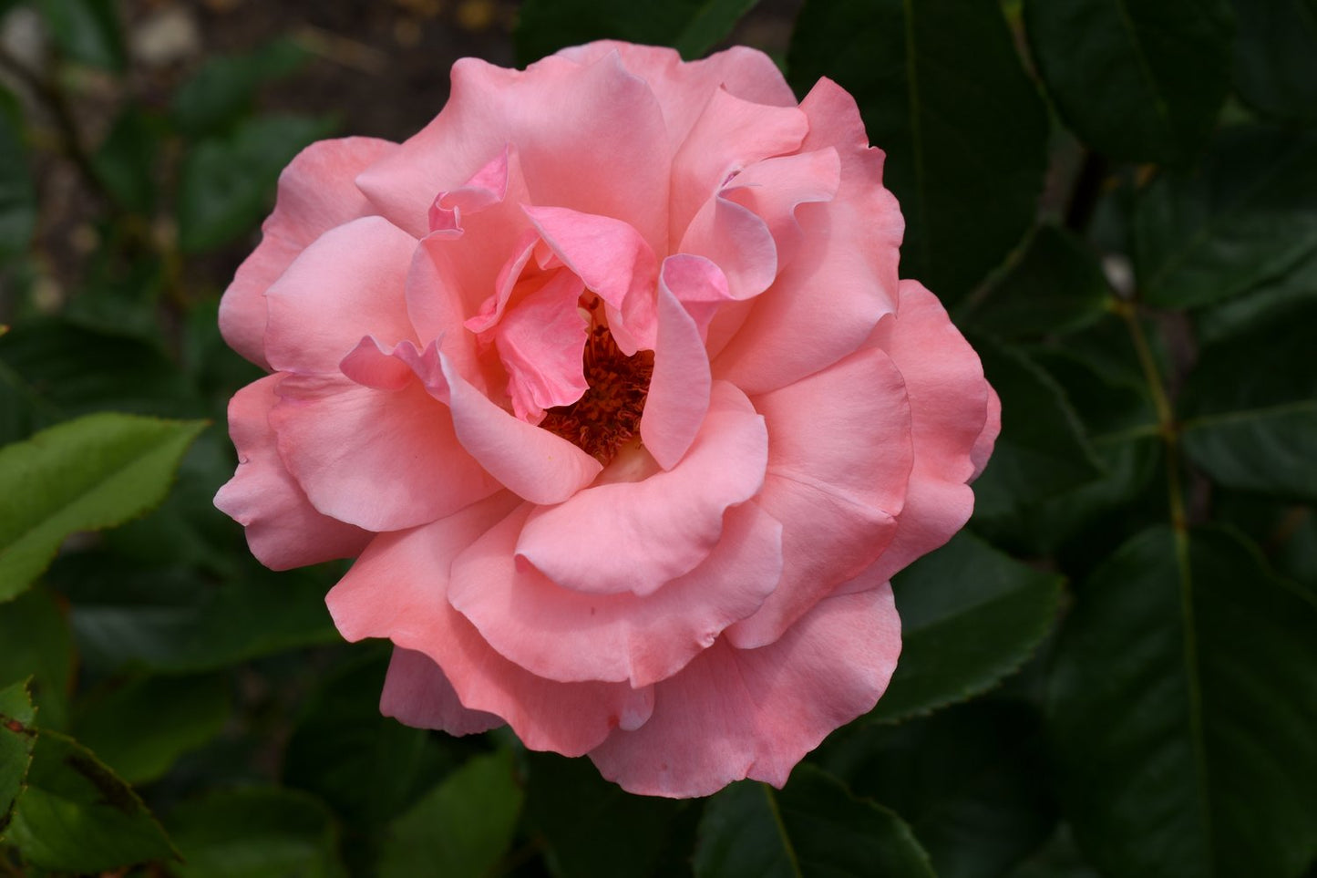 Rosa 'Queen Elisabeth'