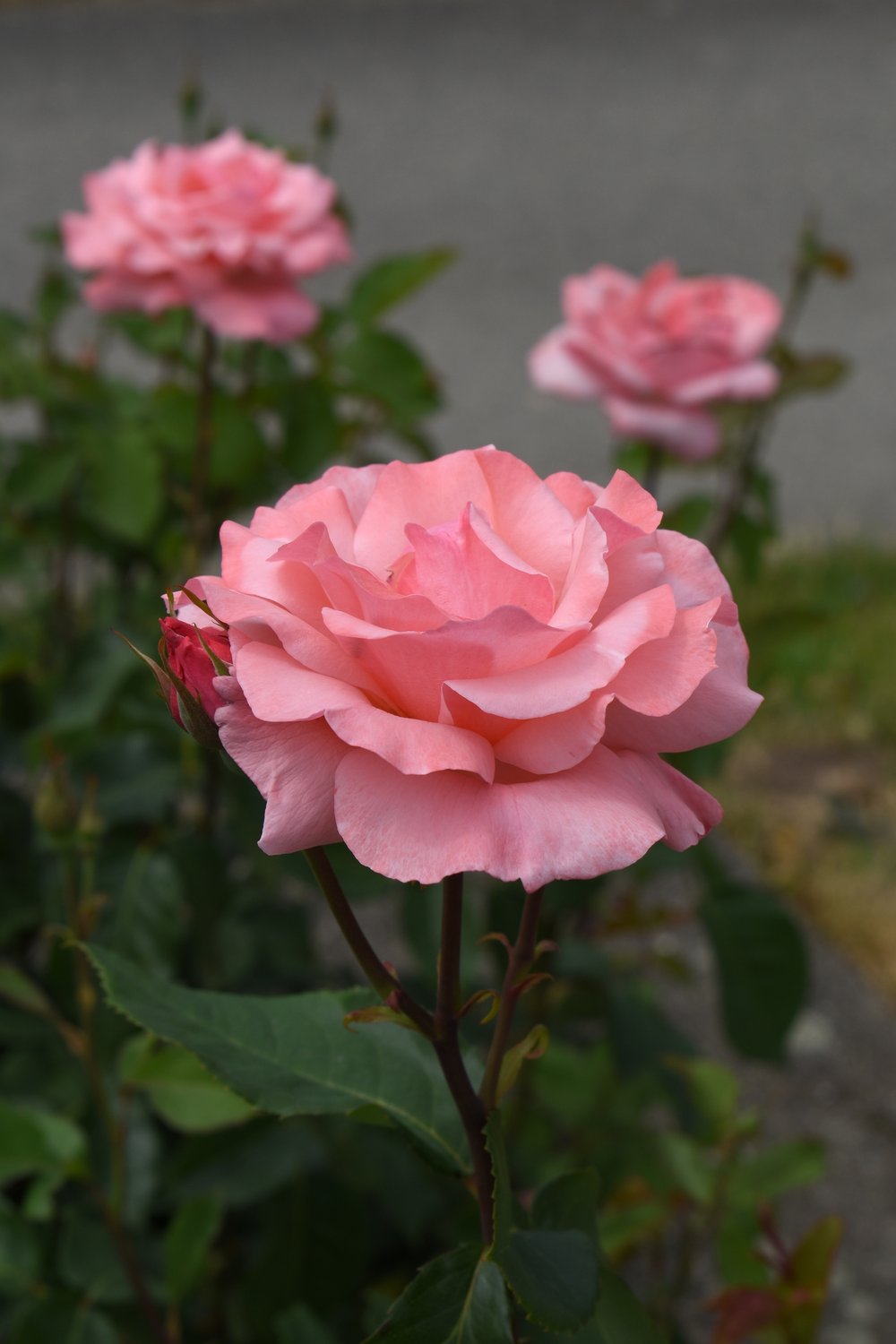 Rosa 'Queen Elisabeth'