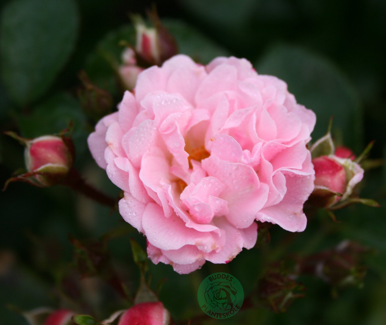 Rosa Rosenholm