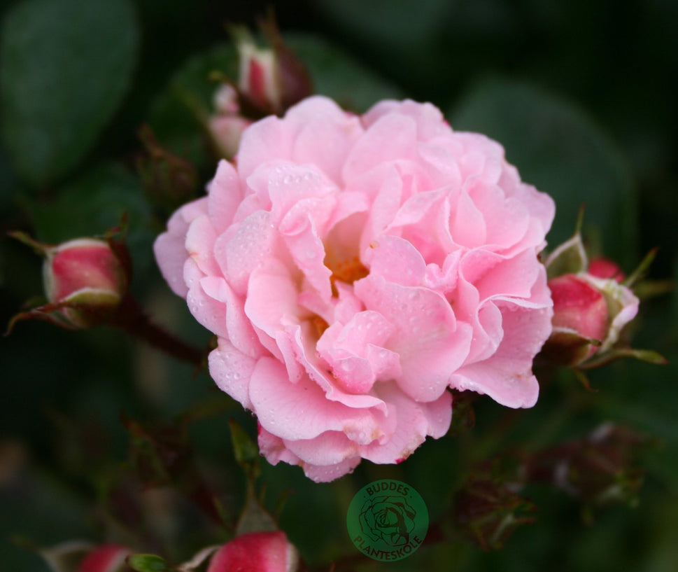 Rosa Rosenholm