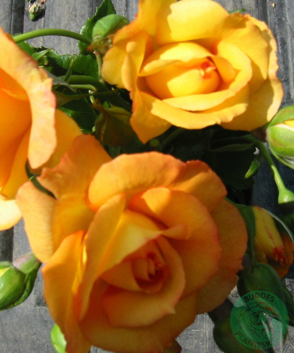 Rosa Sahara