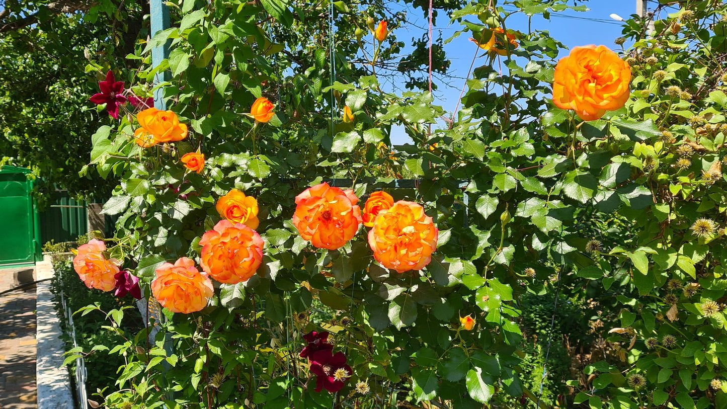 Rosa Sahara