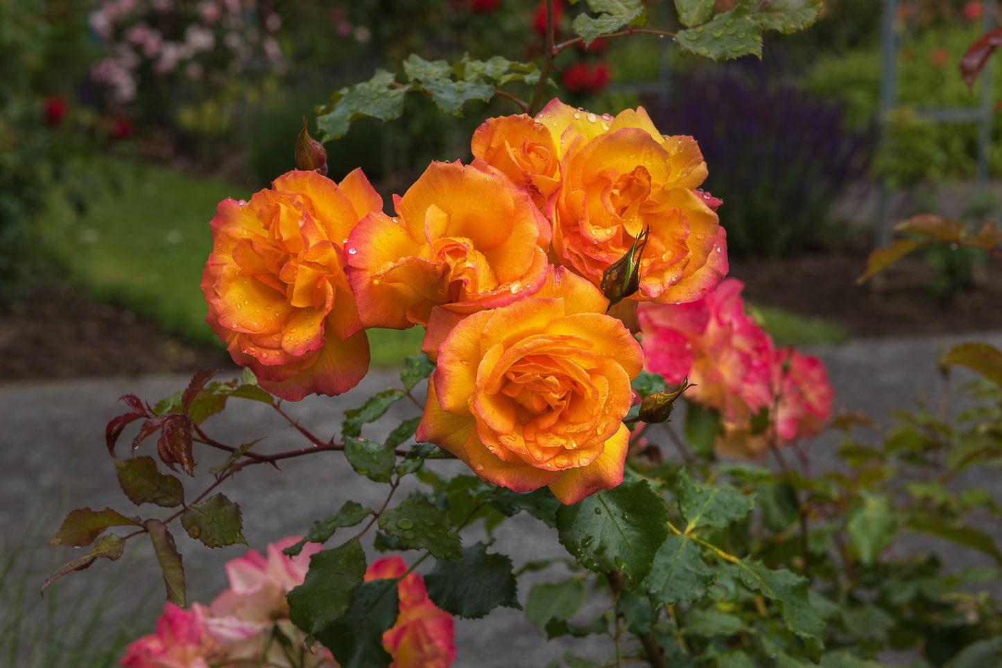 Rosa Sahara