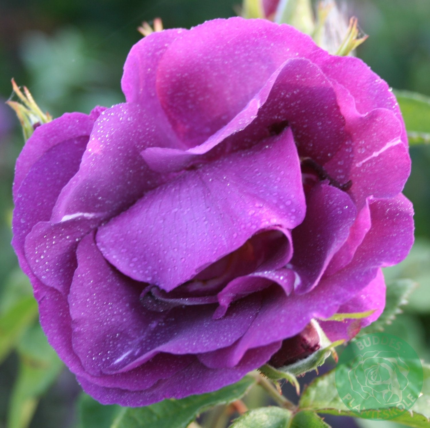 Rosa Rhapsody In Blue