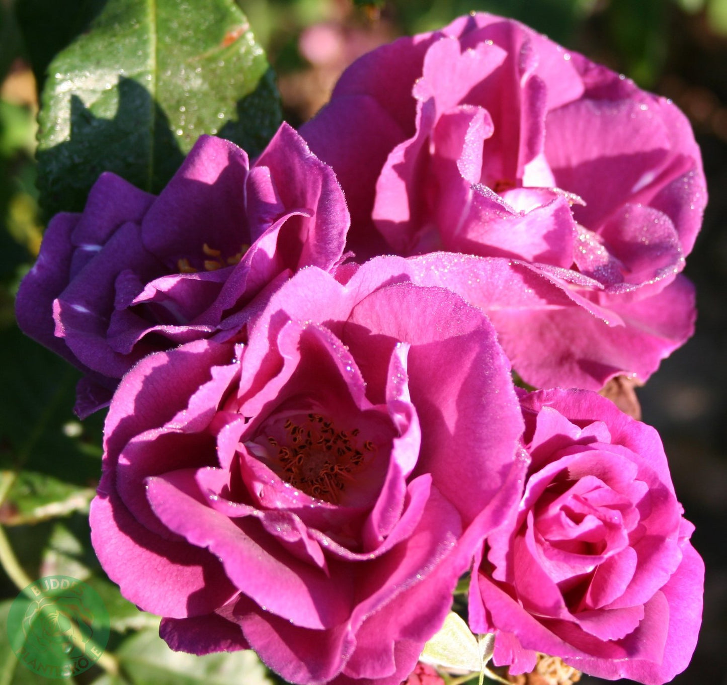 Rosa Rhapsody In Blue