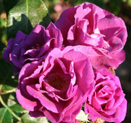 Rosa Rhapsody In Blue
