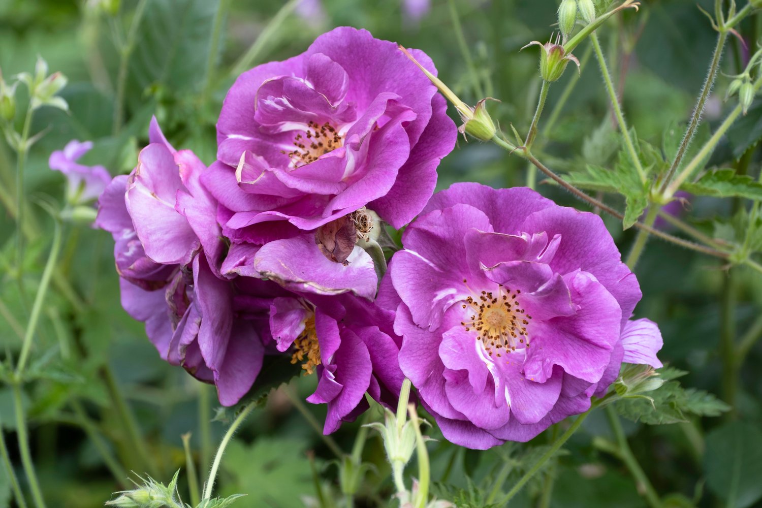 Rosa Rhapsody In Blue